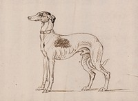 A Greyhound, Facing Left