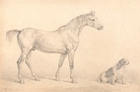 Portraits of a Gray Horse and a Black and White Spaniel, the Property of the Right Honorable C. Arbuthnot, Esq., M.P.