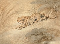 A Cheetah Crouching by a Pool