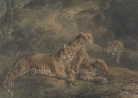 Three Tigers in a Rocky Landscape