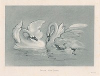 Swans