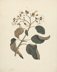 Cordia abyssinica: finished drawing by Luigi Balugani