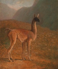 Guanaco