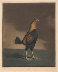 Cock Fighting [a pair]:  2. The Trimm'd Cock