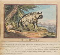 Set of eight with title-page. 'Foreign and Domestick Animals.'  6. The Hyena