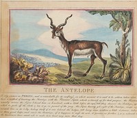 Set of eight with title-page. 'Foreign and Domestick Animals.'  8. The Antelope