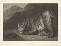 Animals [a pair]: 2. Tigress