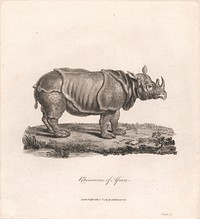 Rhinoceros of Africa by James Heath