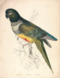 Patagonian Parakeet Macaw