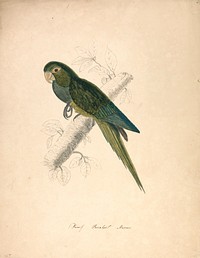 Dwarf Parakeet Macaw