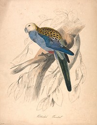 Pale-headed Parakeet