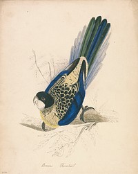 Brown's Parakeet