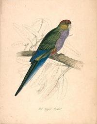 Red-capped Parakeet, Female