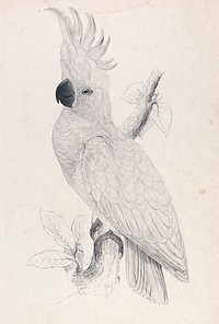 Lesser Sulphur-crested Cockatoo (Plate 4)