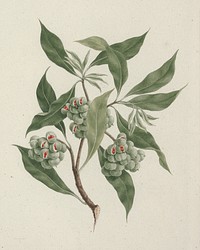 Pittosporum viridiflorum  Sims (pittosporum): finished drawing by Luigi Balugani