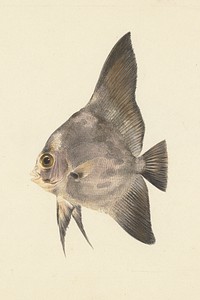 Unidentified Fish by Luigi Balugani