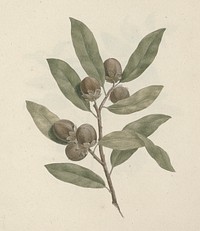 Diospyros mespiliformis   A. DC. (African Ebony): finished drawing by Luigi Balugani