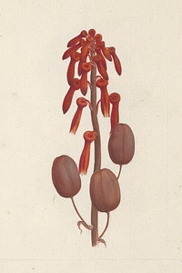 Aloe macrocarpa  Todaro (Aloe): finished drawing without details by Luigi Balugani