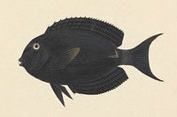 Unidentified Fish by Luigi Balugani
