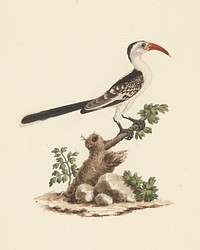 Tockus Jacksoni (Jackson's Hornbill) by Luigi Balugani