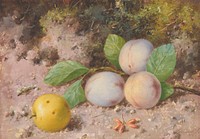 Plums and Apple