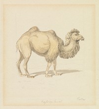 Russian Camel