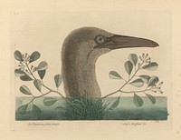 An Thymelaea foliis obtusis; Anseri Bassano &c: The Great Booby, Plate 86 from the 'Natural History of Carolina, Florida and the Bahama Islands', volume I, 2nd edition, London (1754) print in high resolution by Mark Catesby. Original from the Yale Center for British Art.