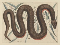 An Reinoides &c., Anguis &c. (The Copper-Belly Snake), Plate 46 from the 'Natural History of Carolina, Florida and the Bahama Islands', volume I, 2nd edition, London, (1754) print in high resolution by Mark Catesby. Original from the Yale Center for British Art.