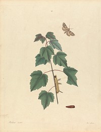Phalaena Aceris. Acer Rubrum (Grey Maple Moth, Red Maple), Plate 93 from James Edward Smith, the 'Natural History of the Rarer Lepidopterous Insects of Georgia', London, 1797