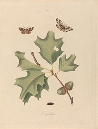 Phalaena Quernaria. Quercus Rubra (American Oak Beauty, Northern Red Oak), Plate 103 from James Edward Smith, the 'Natural History of the Rarer Lepidopterous Insects of Georgia', London, 1797