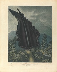 The Dragon Arum, 1801, from Robert John Thornton, the 'Temple of Flora', 1799-1812