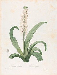 Eucomis Punctata, Plate 208 from Les Liliacées, volume 4, Paris, 1802-1816