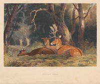 Fallow Deer