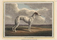 The Greyhound