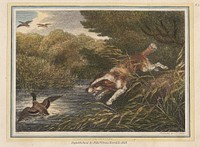 The Water Spaniel