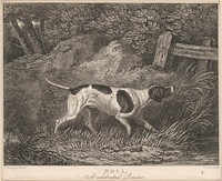 Doll, A Celebrated Pointer