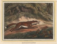 The Hunted Fox