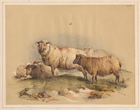 Sheep, No. 18