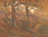 Forest Landscape