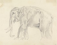 Study of an Elephant