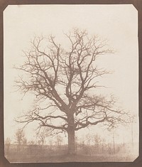 Oak Tree in Winter