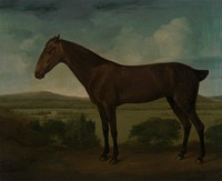 Brown Horse in a Hilly Landscape