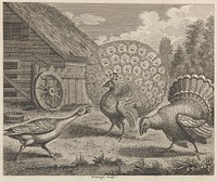 The Peacock, the Turkey, and the Goose