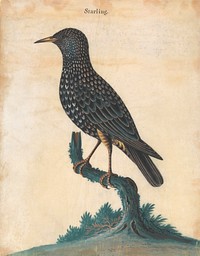 A Starling