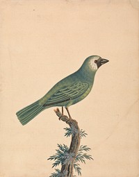 A Finch