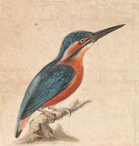 A Kingfisher