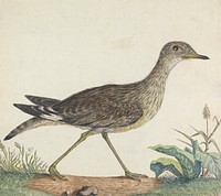 A Stone Curlew by George Edwards