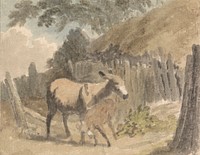 A Donkey and Foal