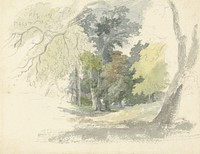 A Woodland Glade