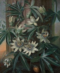 The Blue Passion Flower, for Robert John Thornton’s Temple of Flora (London, 1799–1812)